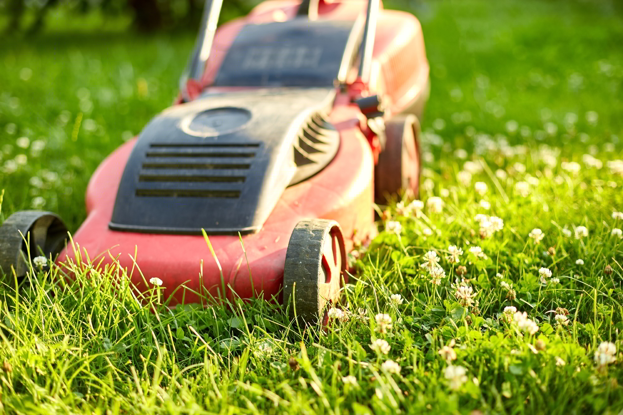 Lawnmower mows the lawn at home garden, working, sunlight